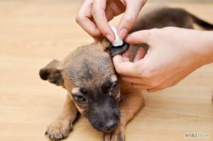 ear cleaner for dogs