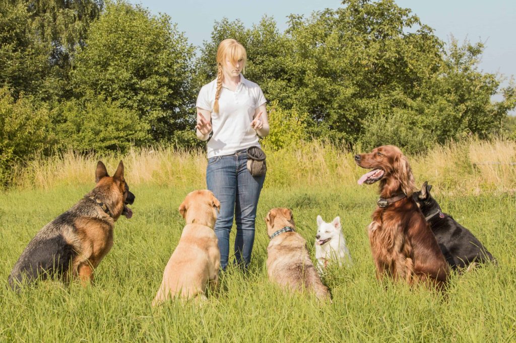 animal training center in Syracuse
